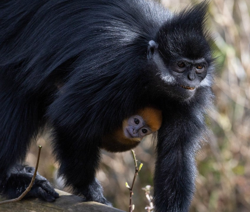 Second Endangered François' Langur Born at Fota