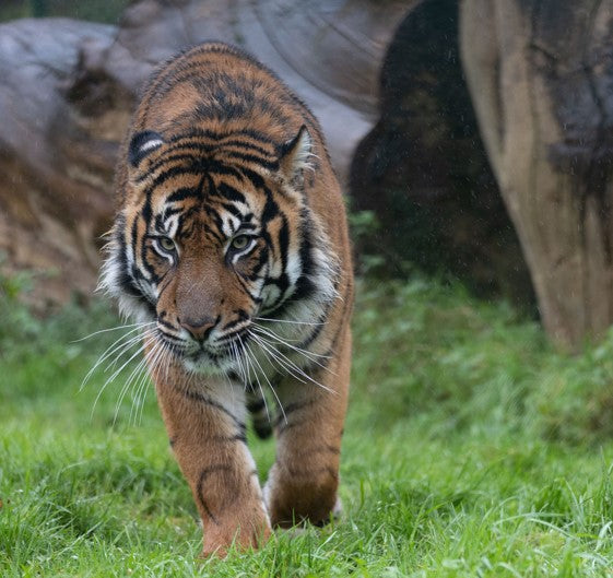 Fota Wildlife Park announces new Critically Endangered Sumatran Tiger Dao