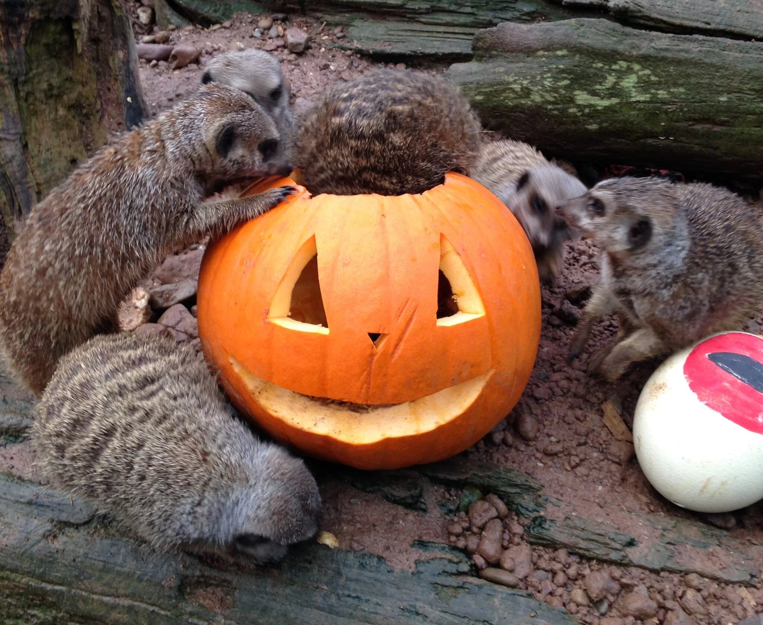 Halloween Mid Term 2024 at Fota Wildlife Park