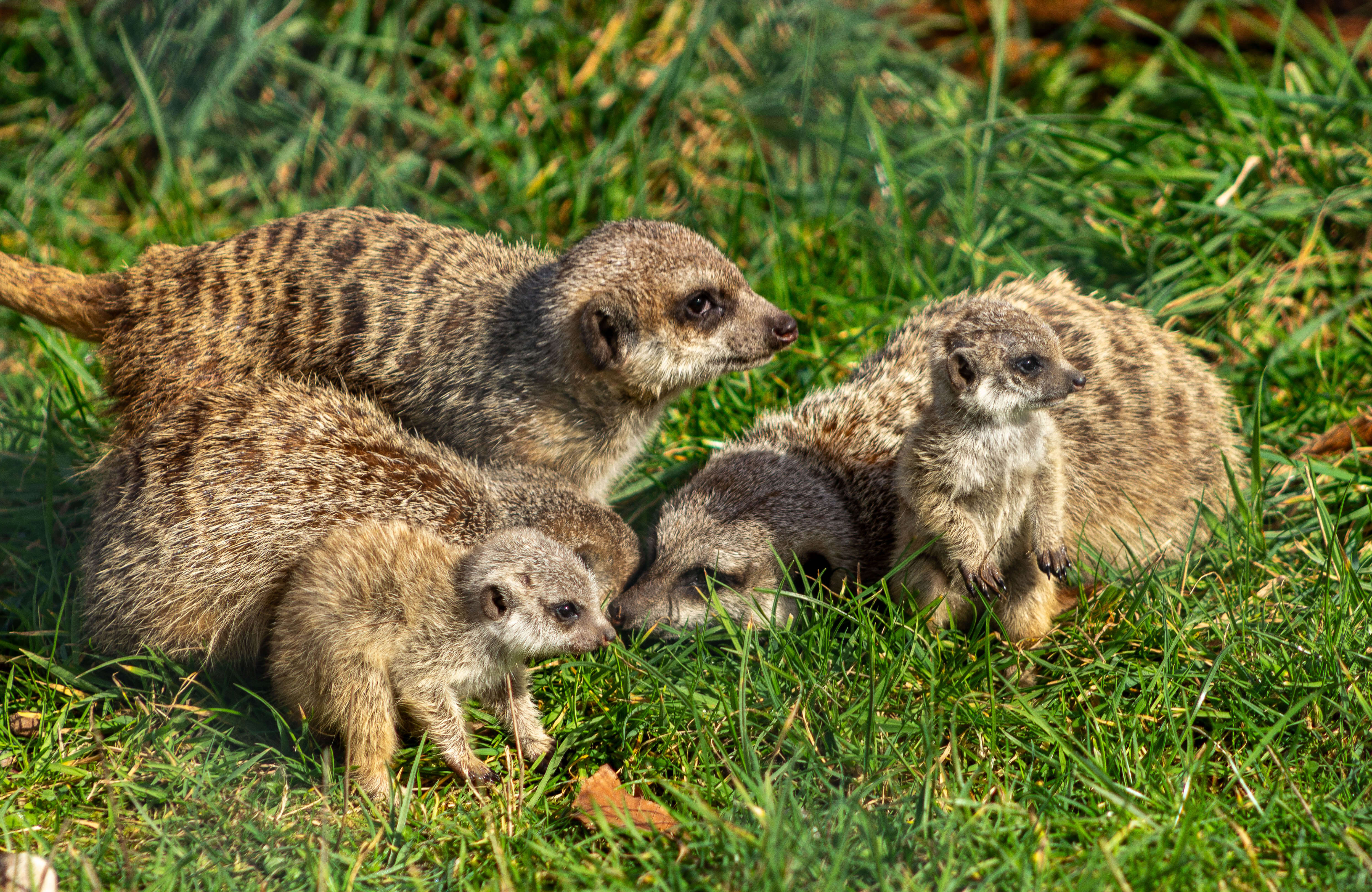 Fota Wildlife Park Welcomes Three New Meerkat Pups