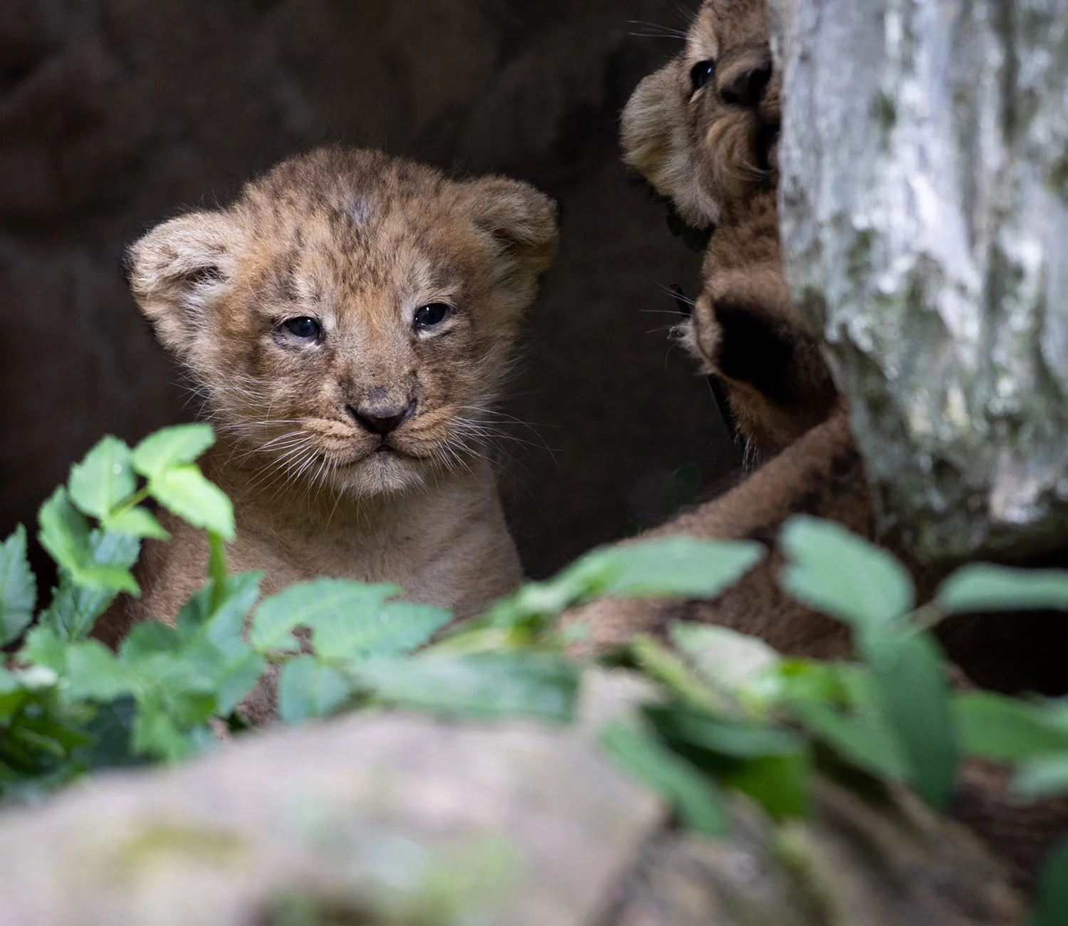 Three Male Lion Cubs Born at Fota