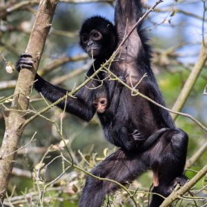 Critically Endangered Baby Columbian Black Spider Monkey born at