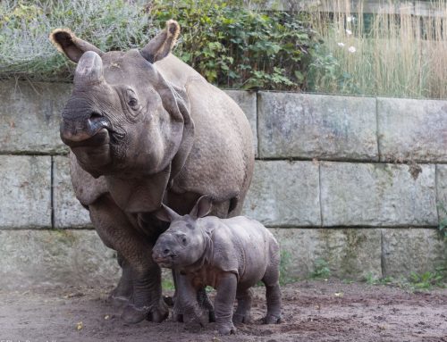 baby rhino