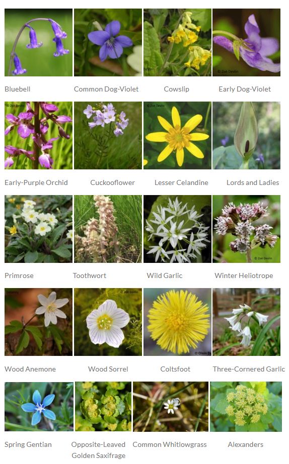Help Record Spring Flowering Plants - Fota Wildlife Park