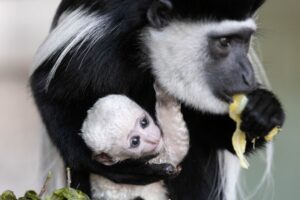 WATCH: Fota Wildlife Park welcomes rare monkeys to Asian Sanctuary