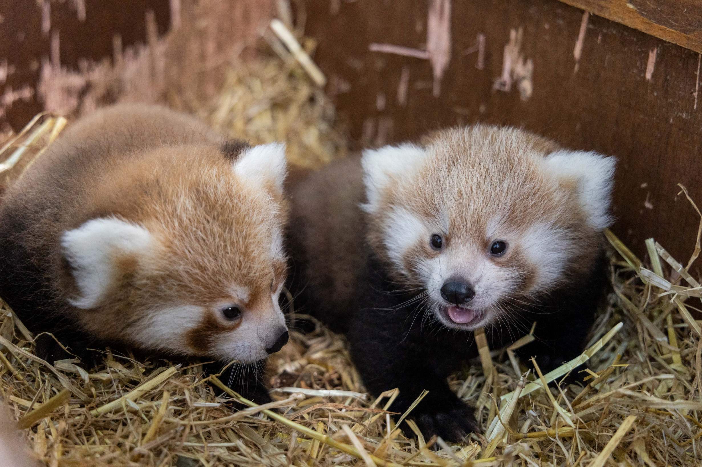 images of baby red pandas